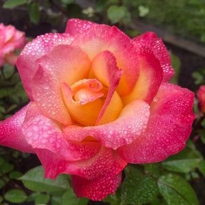 Meet your Posher, Kim